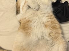 -它主义宠物(梁溪万达店)