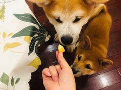 -喜柴咖啡·柴犬狗咖