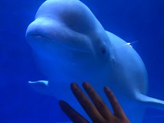 -芜湖新华联大白鲸海洋公园