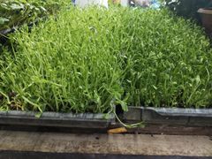 -江杨农产品批发市场