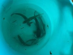 -两河城市森林公园