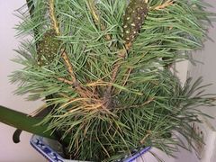 iphone_upload_pic-百味园饺子馆
