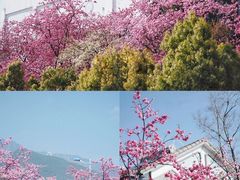 -大理洱海