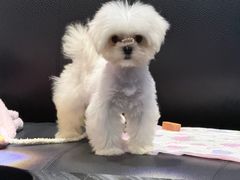 -萌宠之家·腊肠犬·马尔泰·小体犬舍