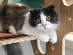-飞行喵MR PILOT|猫舍·猫咖(静安大融城店)