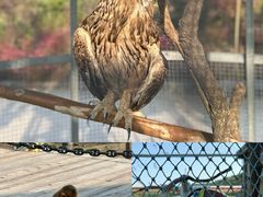 -西霞口神雕山野生动物世界