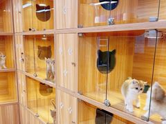 -猫十亿·布偶金渐层·曼基康矮脚猫舍(青年路店)