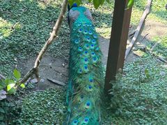 -普洱太阳河森林公园