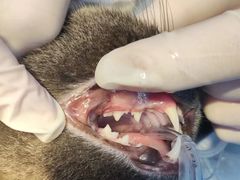 -关爱宠物医院·猫科中心·消化科(滨湖万达分院)