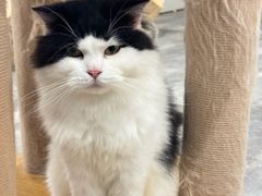 -楼上猫咖(罗湖店)