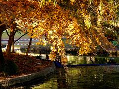 -上海共青森林公园