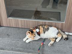 -Again Coffee Roaster(香蜜湖店)