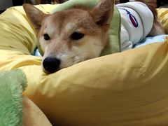 -逗柴咖啡屋·狗咖猫咖宠物桌游