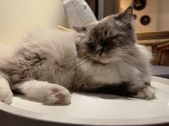 -滚猫咖啡·猫咖·猫友好撸猫(未来城店)