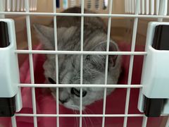 -北京观赏动物医院·24小时大型综合·猫专科·异宠专科
