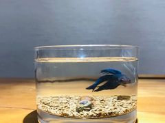 -清平路水族市场