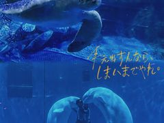 -海合安青岛极地海洋公园
