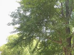 -夏朵花园(复兴西路店)