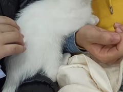 -瑞派名望志远动物医院·猫科·內科·异宠专科(直港大道店)