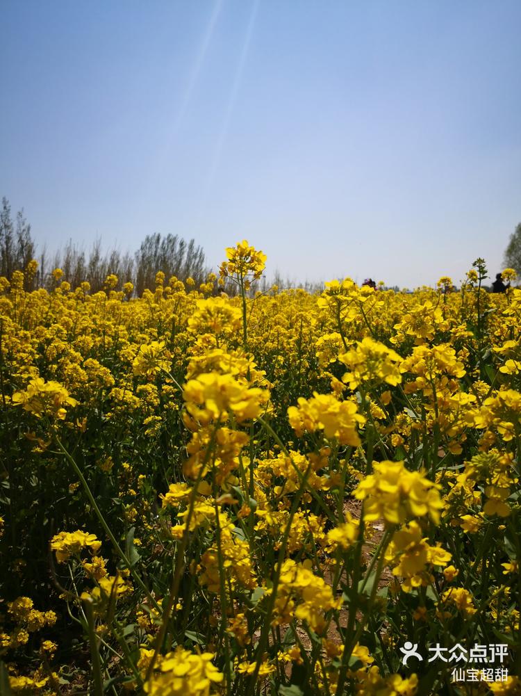 霸州油菜花景区图片