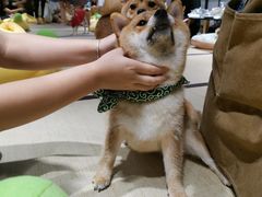 -逗柴咖啡屋·狗咖猫咖宠物桌游