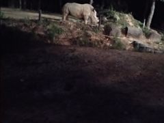 -清迈夜间动物园