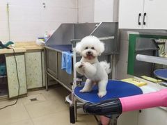 -瑞派动物医院·猫专科·至诚(江南中分院)