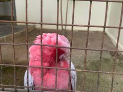 -吉隆坡雀鸟公园