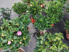 -香炉礁家具市场