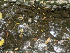 -成都市活水公园