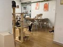 -有喵·猫咖·狗咖·30几只猫10只小狗(岗厦店)