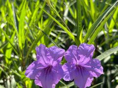 -昆山城市生态森林公园