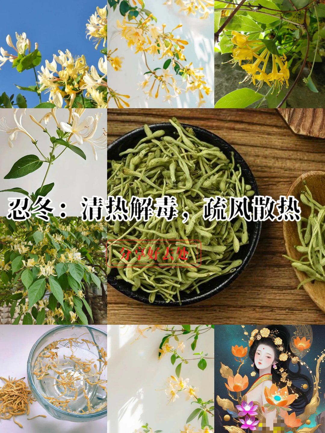 忍冬:清热解毒,疏风散热