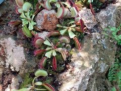 -呀路古热带植物园