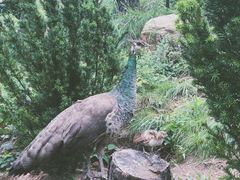 -西霞口神雕山野生动物世界