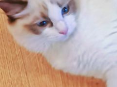 -MOYOYO猫咪咖啡店
