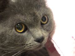 -宠福鑫康馨动物医院·骨科·眼科
