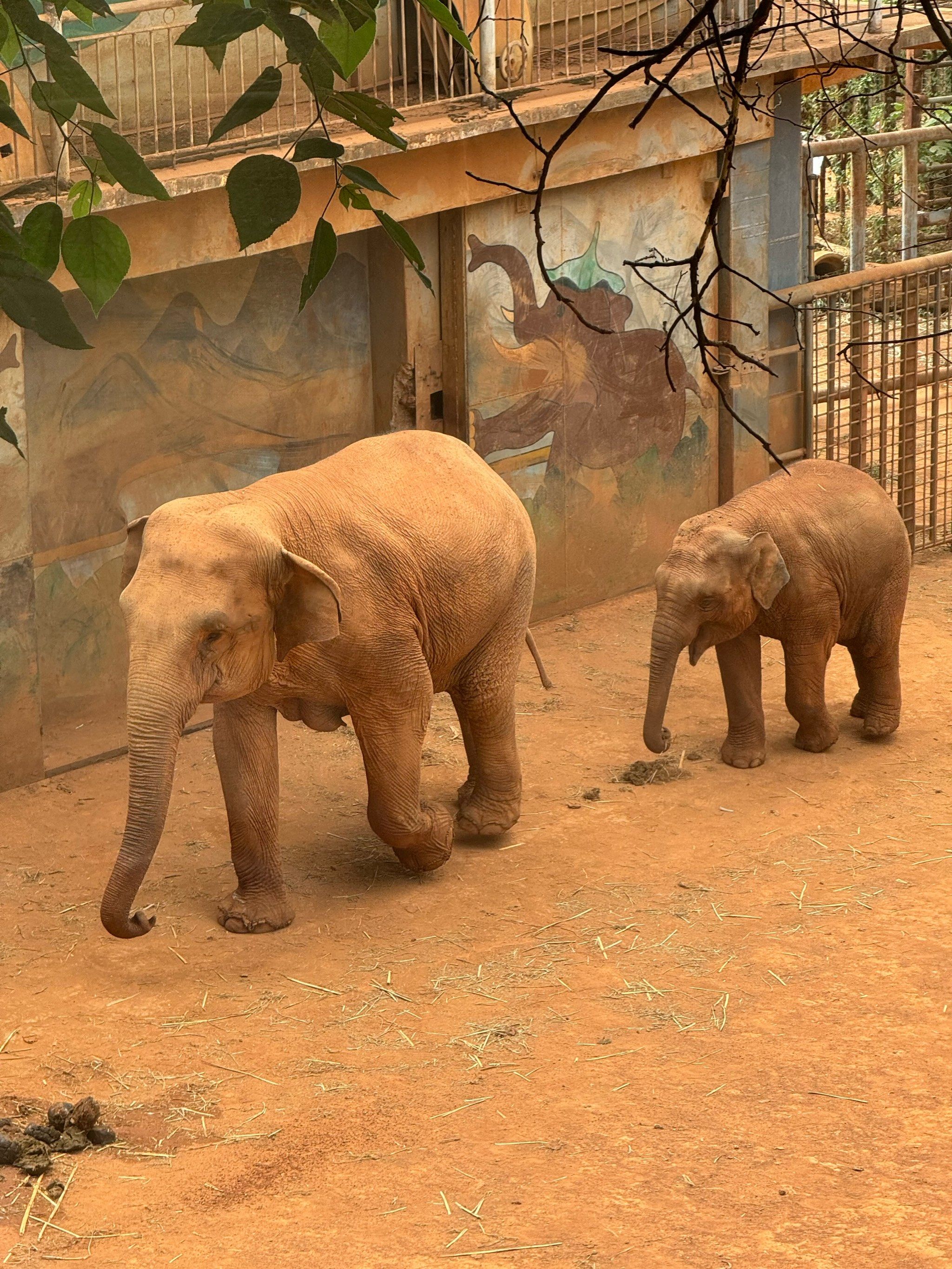 夏天就是大象都觉得热🥵