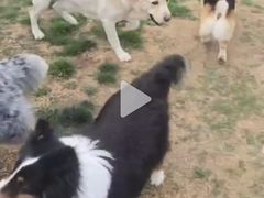 -趣玩宠物乐园寄养训犬训狗游泳池