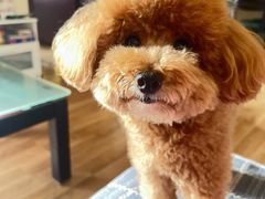 -宠福鑫康馨动物医院·骨科·眼科