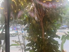 -费明中罗非鱼(大石坝店)