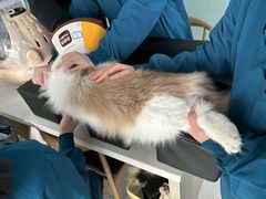 -嘉馨宠物医院·CT影像转诊·心脏科·犬猫全科诊疗中心(下沙大学城院区)