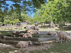 -神户市立六甲山牧场