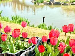 -荷兰花海