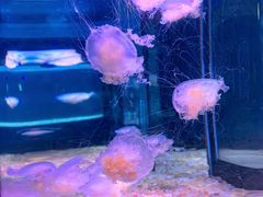 -欢乐海岸海洋奇梦馆