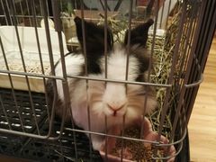 -藦茜花园宠物主题亲子互动体验馆(国顺东路店)
