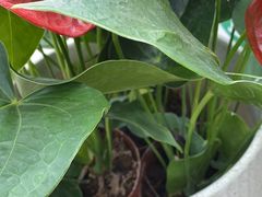 -金陵花卉交易市场