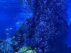 -太平洋海底世界