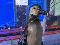 -太平洋海底世界