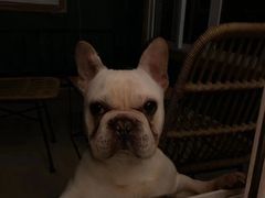 -喜柴咖啡·柴犬狗咖